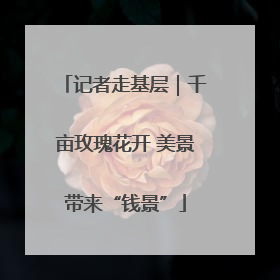 记者走基层｜千亩玫瑰花开 美景带来“钱景”