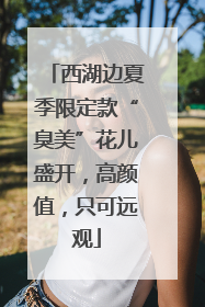西湖边夏季限定款“臭美”花儿盛开，高颜值，只可远观