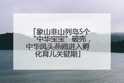 象山韭山列岛5个“中华宝宝”破壳，中华凤头燕鸥进入孵化育儿关键期