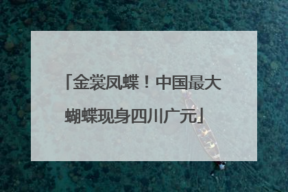 金裳凤蝶！中国最大蝴蝶现身四川广元