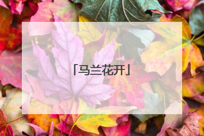 马兰花开