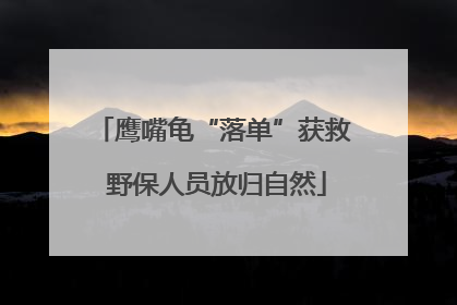 鹰嘴龟“落单”获救 野保人员放归自然