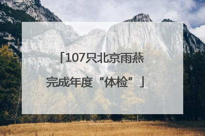 107只北京雨燕完成年度“体检”