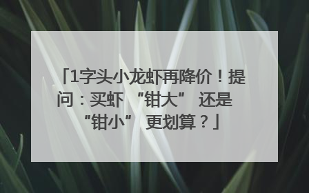 1字头小龙虾再降价！提问：买虾 “钳大” 还是 “钳小” 更划算？